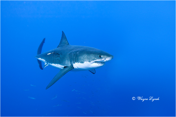 Great White Shark 122 by Dr. Wayne Lynch &copy;